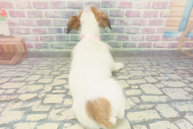 神奈川県のジャックラッセルテリア (Coo&RIKU平塚店/2026年1月10日生まれ/女の子/ホワイトタン)の子犬の4枚目の画像