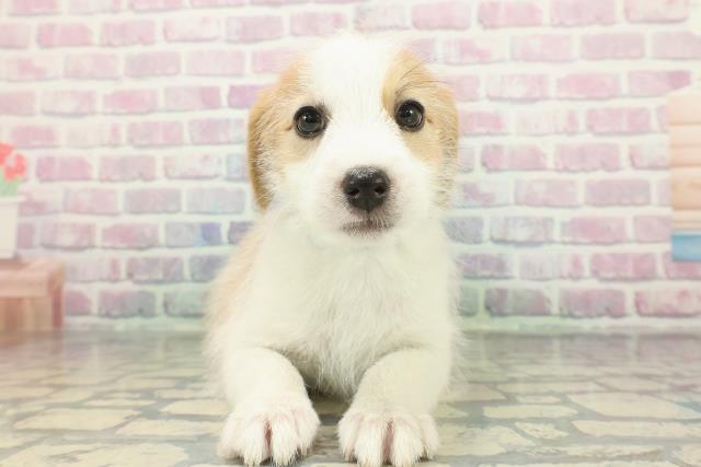 ジャックラッセルテリア