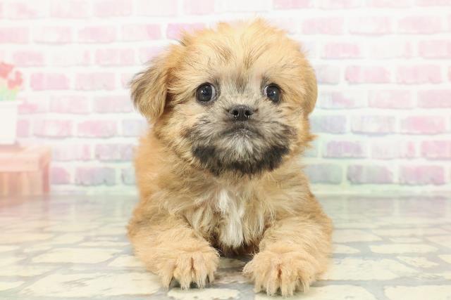 神奈川県のハーフ犬・ミックス犬 (Coo&RIKU長津田店/2026年1月11日生まれ/女の子/レッド)の子犬の1枚目の画像