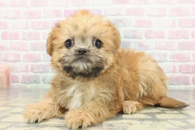 神奈川県のハーフ犬・ミックス犬 (Coo&RIKU長津田店/2026年1月11日生まれ/女の子/レッド)の子犬の2枚目の画像