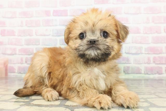 神奈川県のハーフ犬・ミックス犬 (Coo&RIKU長津田店/2026年1月11日生まれ/女の子/レッド)の子犬の3枚目の画像