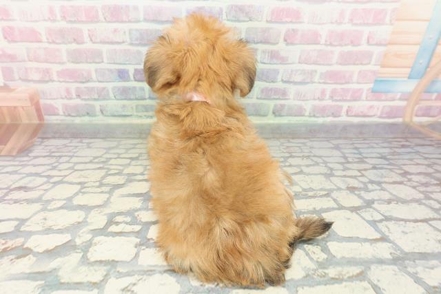 神奈川県のハーフ犬・ミックス犬 (Coo&RIKU長津田店/2026年1月11日生まれ/女の子/レッド)の子犬の4枚目の画像