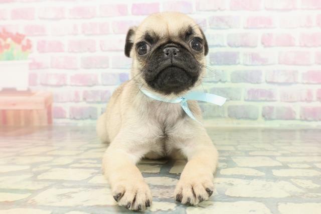 北海道のパグ (Coo&RIKU札幌東店/2026年1月12日生まれ/男の子/フォーン)の子犬