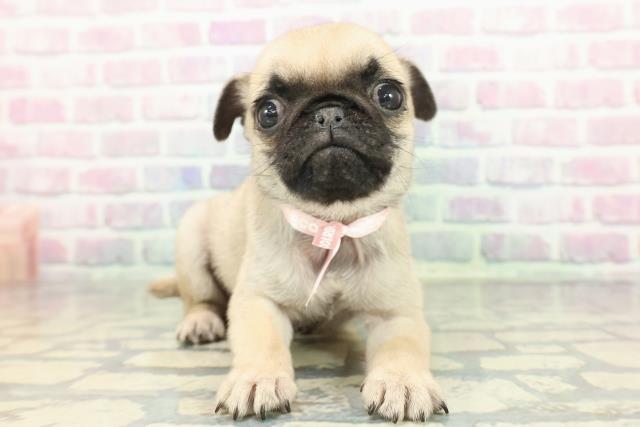 富山県のパグ (Coo&RIKU富山店/2026年1月12日生まれ/女の子/フォーン)の子犬