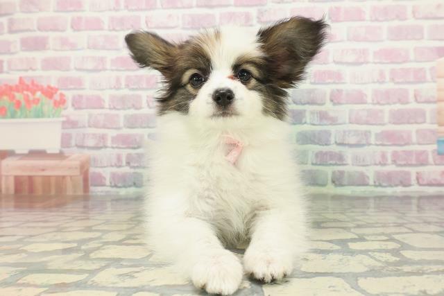 埼玉県のパピヨン (Coo&RIKUアニマルケアセンター大宮/2025年12月31日生まれ/女の子/ホワイトブラウン)の子犬の1枚目の画像