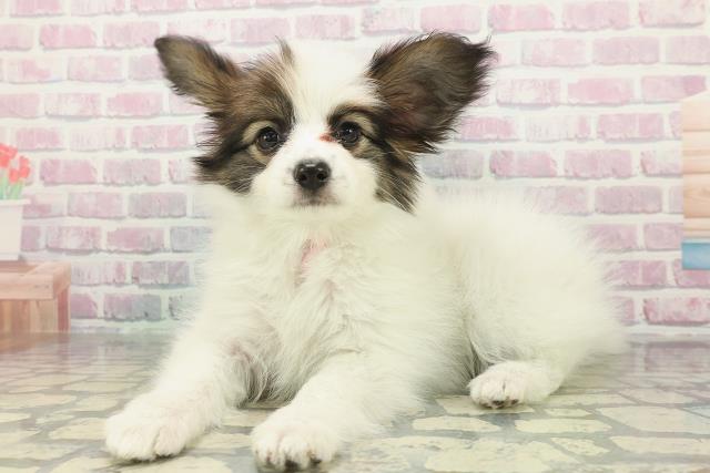 埼玉県のパピヨン (Coo&RIKUアニマルケアセンター大宮/2025年12月31日生まれ/女の子/ホワイトブラウン)の子犬の2枚目の画像