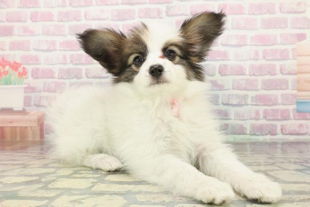 埼玉県のパピヨン (Coo&RIKUアニマルケアセンター大宮/2025年12月31日生まれ/女の子/ホワイトブラウン)の子犬の3枚目の画像