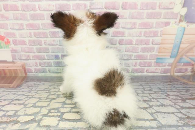 埼玉県のパピヨン (Coo&RIKUアニマルケアセンター大宮/2025年12月31日生まれ/女の子/ホワイトブラウン)の子犬の4枚目の画像