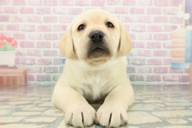 ラブラドール・レトリバー