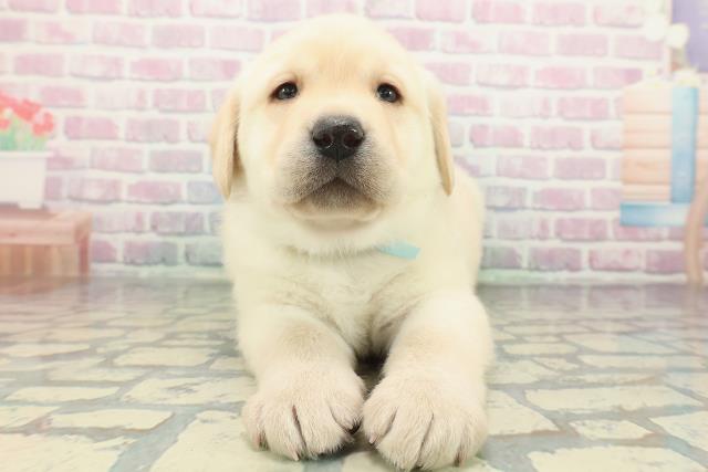 ラブラドール・レトリバー