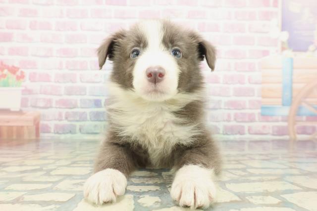 神奈川県のボーダーコリー (Coo&RIKU横浜青葉店/2026年1月13日生まれ/男の子/ブルーホワイト)の子犬の1枚目の画像