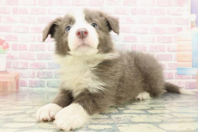 神奈川県のボーダーコリー (Coo&RIKU横浜青葉店/2026年1月13日生まれ/男の子/ブルーホワイト)の子犬の2枚目の画像