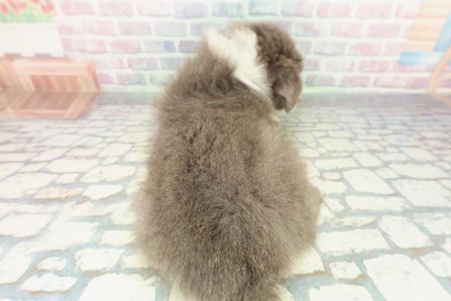 神奈川県のボーダーコリー (Coo&RIKU横浜青葉店/2026年1月13日生まれ/男の子/ブルーホワイト)の子犬の4枚目の画像