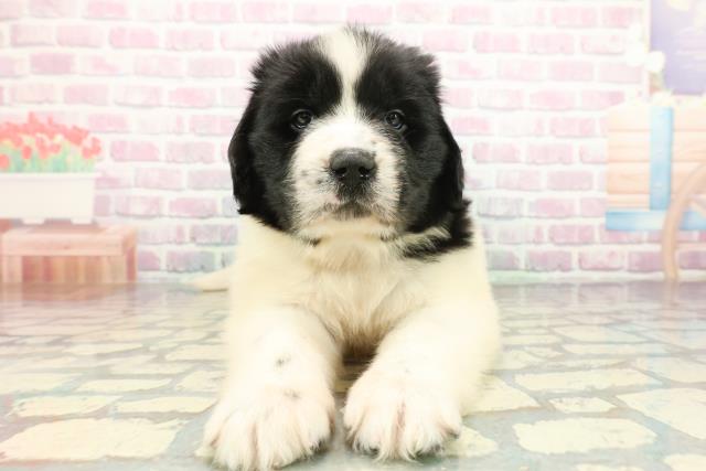 東京都のニューファンドランド (Coo&RIKU足立本店/2026年1月13日生まれ/女の子/ランドシーア)の子犬の1枚目の画像