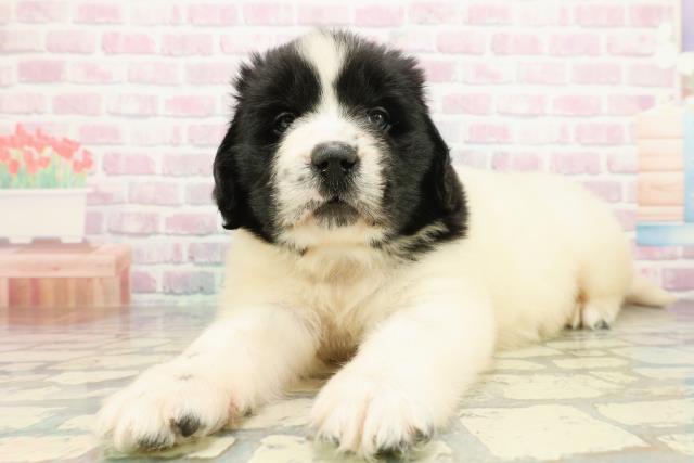 東京都のニューファンドランド (Coo&RIKU足立本店/2026年1月13日生まれ/女の子/ランドシーア)の子犬の2枚目の画像