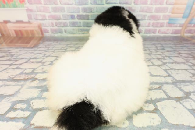 東京都のニューファンドランド (Coo&RIKU足立本店/2026年1月13日生まれ/女の子/ランドシーア)の子犬の4枚目の画像