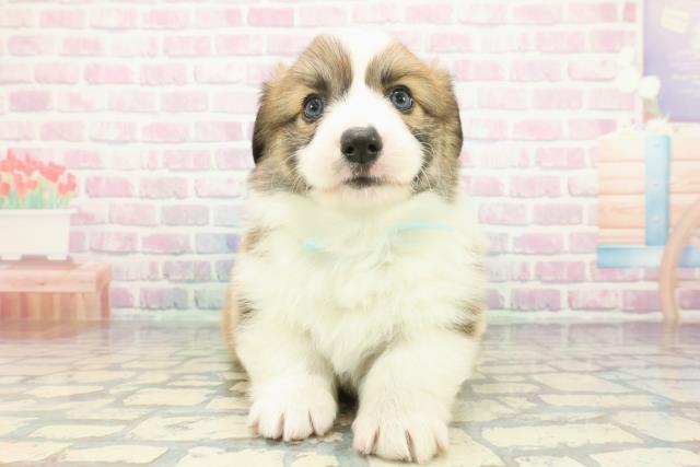 群馬県のウェルシュコーギーペンブローク (Coo&RIKU前橋店/2026年1月10日生まれ/男の子/レッドホワイト)の子犬