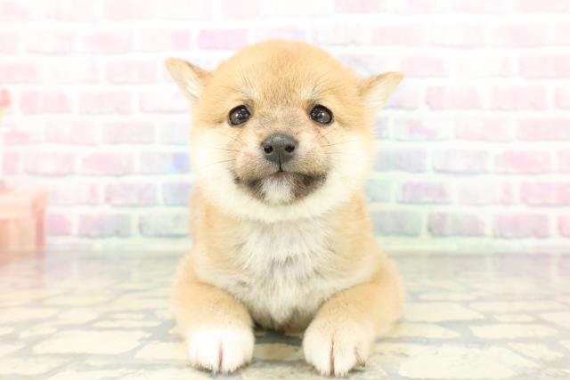 栃木県の豆柴 (Coo&RIKU宇都宮店/2026年1月13日生まれ/女の子/赤)の子犬の1枚目の画像