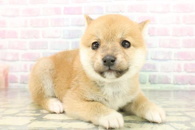 栃木県の豆柴 (Coo&RIKU宇都宮店/2026年1月13日生まれ/女の子/赤)の子犬の3枚目の画像