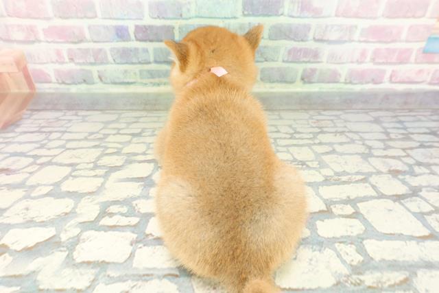 栃木県の豆柴 (Coo&RIKU宇都宮店/2026年1月13日生まれ/女の子/赤)の子犬の4枚目の画像