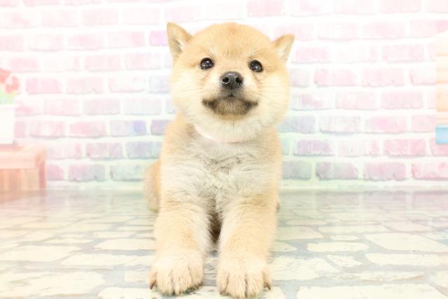 東京都の豆柴 (Coo&RIKU中野サンモール店/2026年1月13日生まれ/女の子/赤)の子犬の1枚目の画像