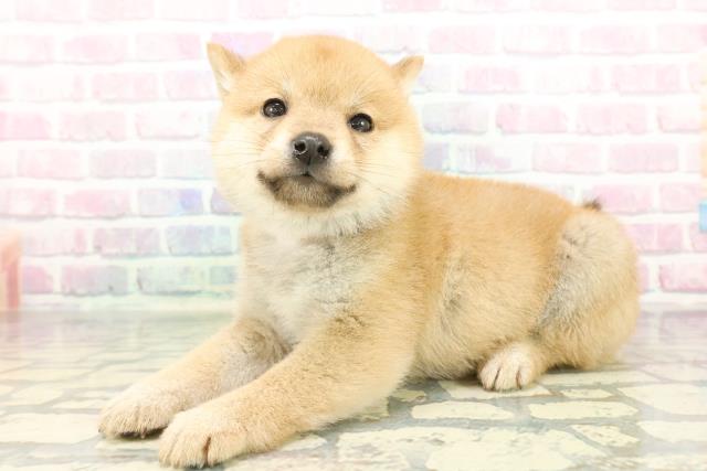 東京都の豆柴 (Coo&RIKU中野サンモール店/2026年1月13日生まれ/女の子/赤)の子犬の2枚目の画像