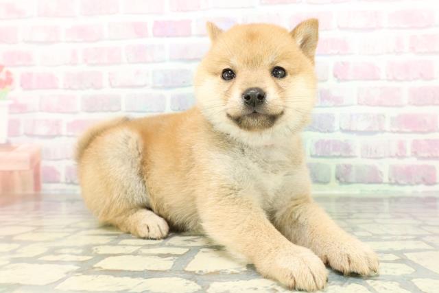 東京都の豆柴 (Coo&RIKU中野サンモール店/2026年1月13日生まれ/女の子/赤)の子犬の3枚目の画像