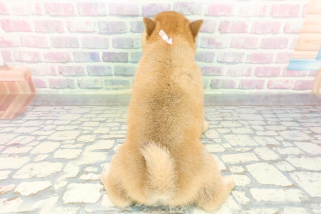 東京都の豆柴 (Coo&RIKU中野サンモール店/2026年1月13日生まれ/女の子/赤)の子犬の4枚目の画像