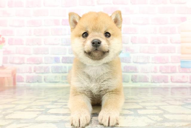 東京都の豆柴 (Coo&RIKU池袋西口店/2026年1月13日生まれ/男の子/赤)の子犬の1枚目の画像