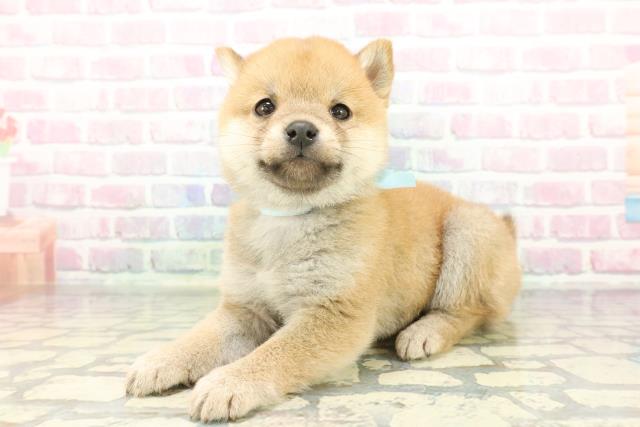 東京都の豆柴 (Coo&RIKU池袋西口店/2026年1月13日生まれ/男の子/赤)の子犬の2枚目の画像