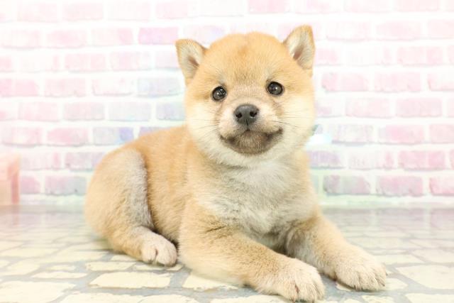 東京都の豆柴 (Coo&RIKU池袋西口店/2026年1月13日生まれ/男の子/赤)の子犬の3枚目の画像