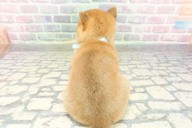 東京都の豆柴 (Coo&RIKU池袋西口店/2026年1月13日生まれ/男の子/赤)の子犬の4枚目の画像