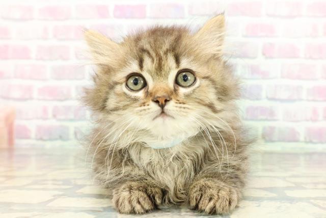 東京都のミヌエット (Coo&RIKU武蔵小山店/2026年1月12日生まれ/男の子/ブラウンタビー)の子猫の1枚目の画像