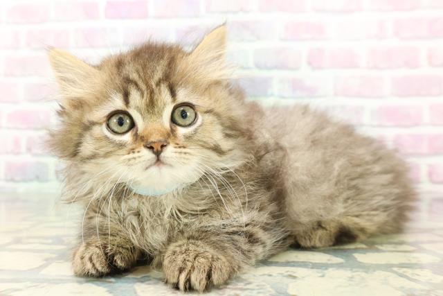 東京都のミヌエット (Coo&RIKU武蔵小山店/2026年1月12日生まれ/男の子/ブラウンタビー)の子猫の2枚目の画像