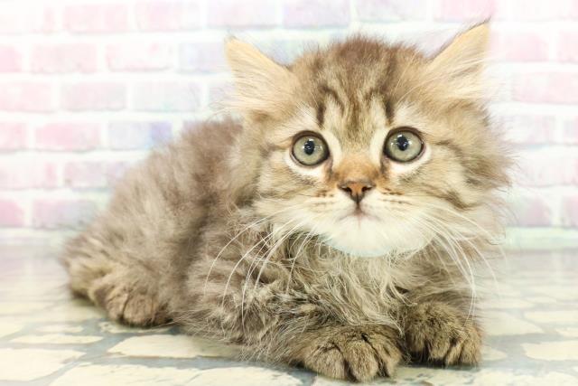 東京都のミヌエット (Coo&RIKU武蔵小山店/2026年1月12日生まれ/男の子/ブラウンタビー)の子猫の3枚目の画像