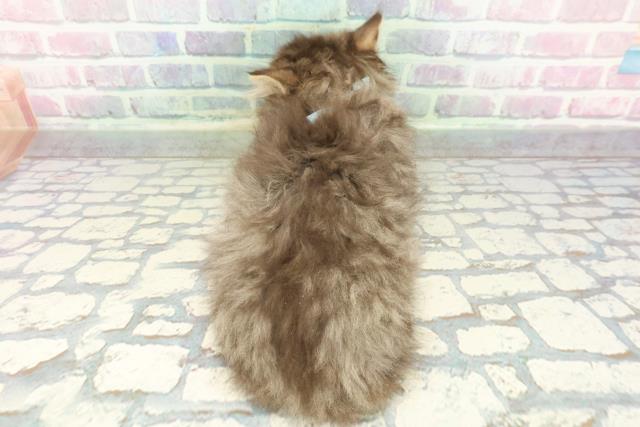 東京都のミヌエット (Coo&RIKU武蔵小山店/2026年1月12日生まれ/男の子/ブラウンタビー)の子猫の4枚目の画像