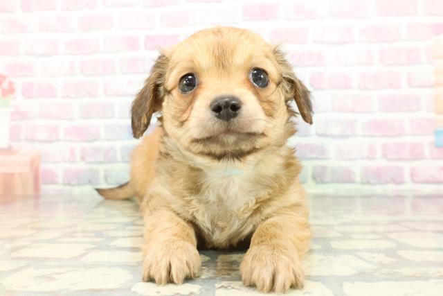 東京都のチワックス(チワワ×ダックス) (Coo&RIKU自由が丘店/2026年1月12日生まれ/男の子/レッド)の子犬の1枚目の画像