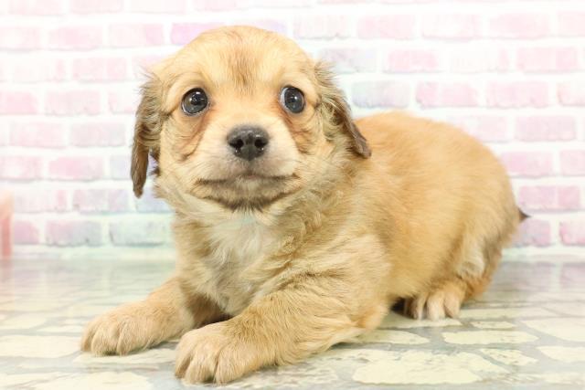 東京都のチワックス(チワワ×ダックス) (Coo&RIKU自由が丘店/2026年1月12日生まれ/男の子/レッド)の子犬の2枚目の画像