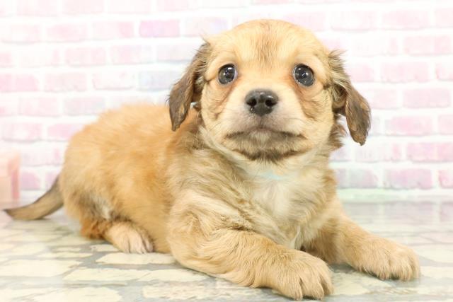 東京都のチワックス(チワワ×ダックス) (Coo&RIKU自由が丘店/2026年1月12日生まれ/男の子/レッド)の子犬の3枚目の画像