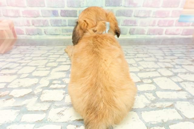 東京都のチワックス(チワワ×ダックス) (Coo&RIKU自由が丘店/2026年1月12日生まれ/男の子/レッド)の子犬の4枚目の画像