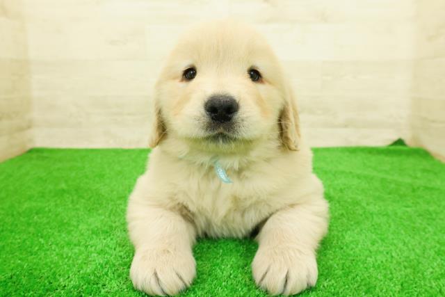 北海道のゴールデンレトリバー (Coo&RIKU北見店/2026年1月12日生まれ/男の子/ゴールデン)の子犬