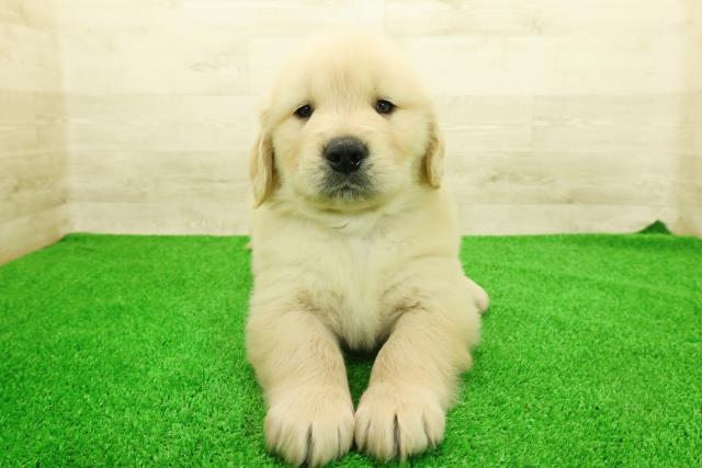 北海道のゴールデンレトリバー (Coo&RIKU室蘭店/2026年1月12日生まれ/男の子/ゴールデン)の子犬