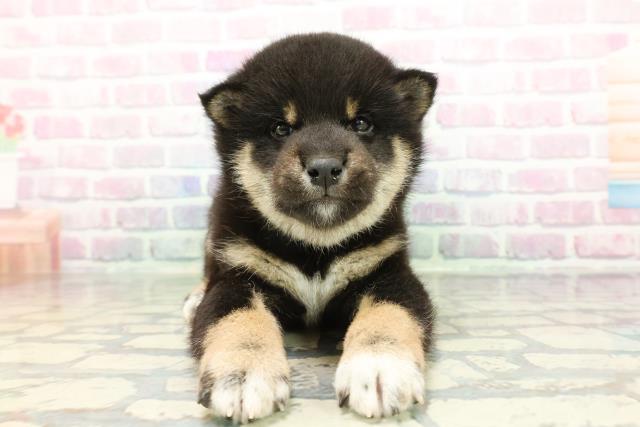 長野県の柴犬(標準サイズ) (Coo&RIKUコメリパワー長野東部店/2026年1月13日生まれ/男の子/黒)の子犬の1枚目の画像