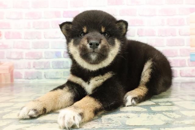 長野県の柴犬(標準サイズ) (Coo&RIKUコメリパワー長野東部店/2026年1月13日生まれ/男の子/黒)の子犬の2枚目の画像