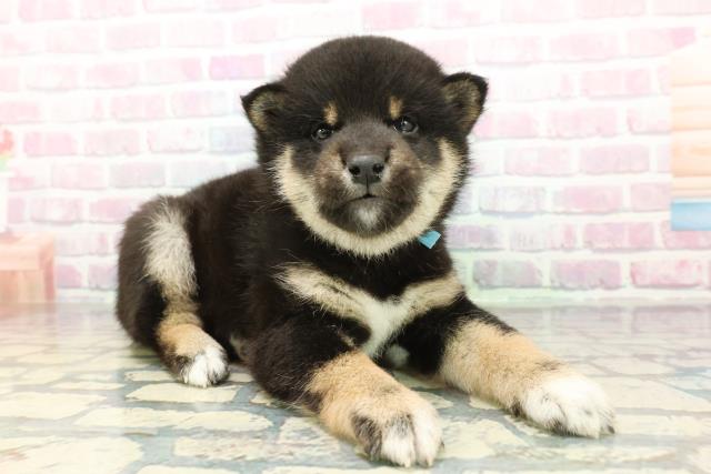 長野県の柴犬(標準サイズ) (Coo&RIKUコメリパワー長野東部店/2026年1月13日生まれ/男の子/黒)の子犬の3枚目の画像