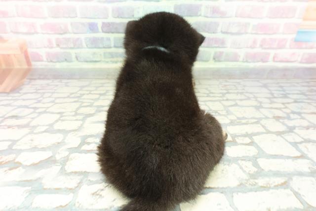 長野県の柴犬(標準サイズ) (Coo&RIKUコメリパワー長野東部店/2026年1月13日生まれ/男の子/黒)の子犬の4枚目の画像