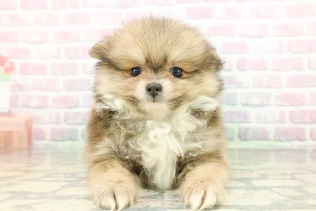 東京都のポメチワ/チワポメ/ポメチー(ポメラニアン×チワワ) (Coo&RIKU広尾店/2026年1月13日生まれ/男の子/オレンジ)の子犬