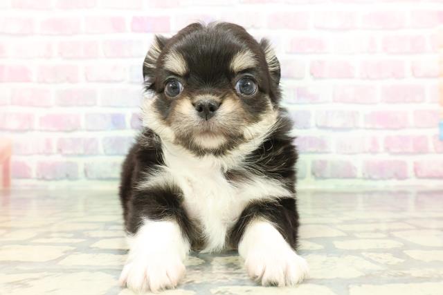 東京都のチワワ(ロング) (Coo&RIKU赤坂店/2026年1月9日生まれ/男の子/ブラックタンホワイト)の子犬の1枚目の画像