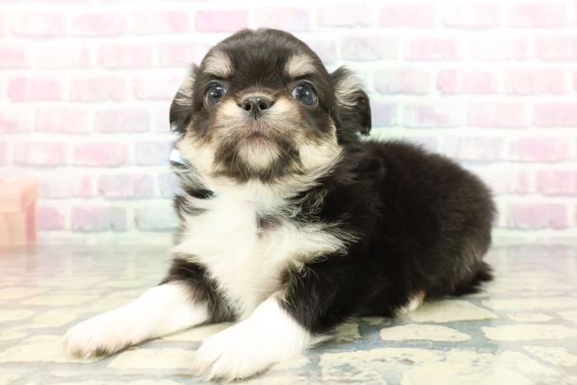 東京都のチワワ(ロング) (Coo&RIKU赤坂店/2026年1月9日生まれ/男の子/ブラックタンホワイト)の子犬の2枚目の画像