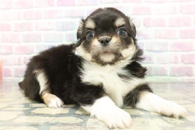 東京都のチワワ(ロング) (Coo&RIKU赤坂店/2026年1月9日生まれ/男の子/ブラックタンホワイト)の子犬の3枚目の画像